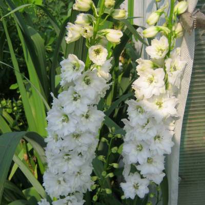 Дельфиниум Белый